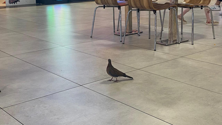 AVM’nin Sevimli Misafirleri