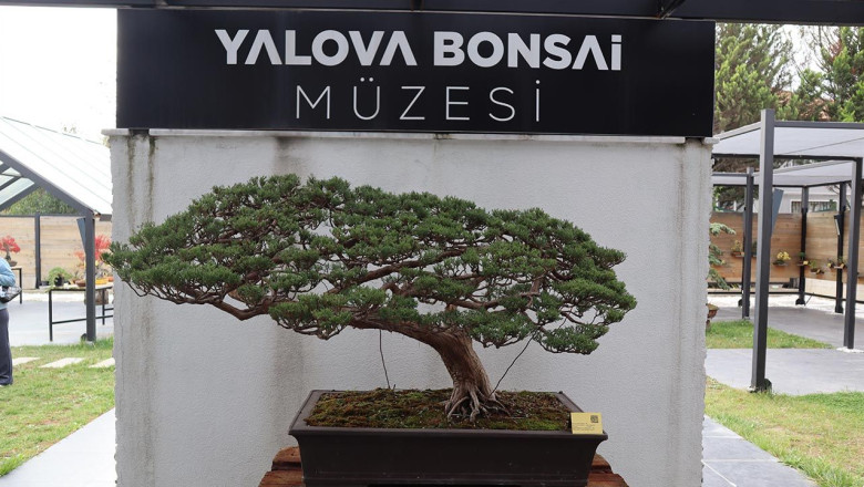 Türkiye’nin İlk ve Tek Bonsai Müzesi, Uluslararası İlgi Görüyor