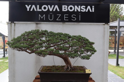 Türkiye’nin İlk ve Tek Bonsai Müzesi, Uluslararası İlgi Görüyor