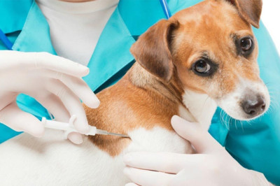 Hayvan Kayıt ve Mikroçip Başvurularında Son Tarih