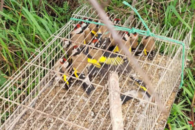 Çiftlikköy’de Kaçak Av Operasyonu: 19 Saka Kuşu Kurtarıldı