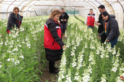 Şebboy Üretiminde Türkiye Birinciliği Yalova’nın