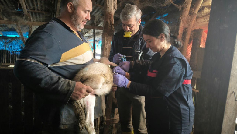 Yalova’da 22 Bin Evcil Hayvan Kayıt Altına Alındı