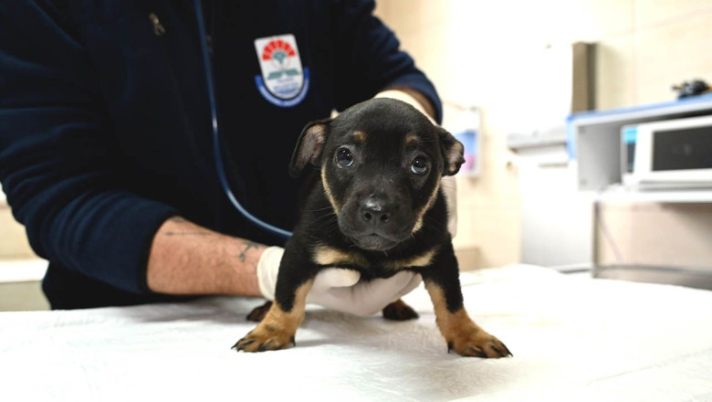 Yalova Belediyesi Sahipsiz Canlar İçin Harekete Geçti