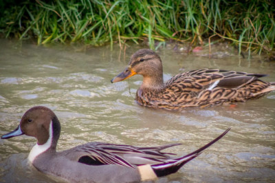 ‘YALOVA’DA ÖRDEK POPÜLASYONU ARTIYOR’