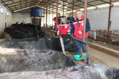 ANGUS DÜVELER İLK BUZAĞILARINI VERDİ