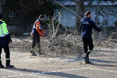 AĞAÇ BUDAMA VE BAKIM ÇALIŞMASI