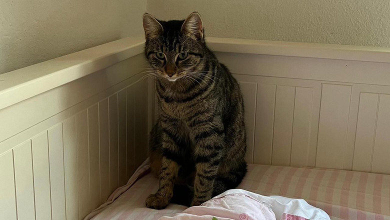 Sevimli Moka Çiftlikköy’de Kayboldu