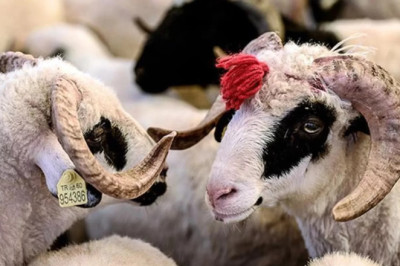 DİYANET KURBAN VEKALETİ BELLİ OLDU