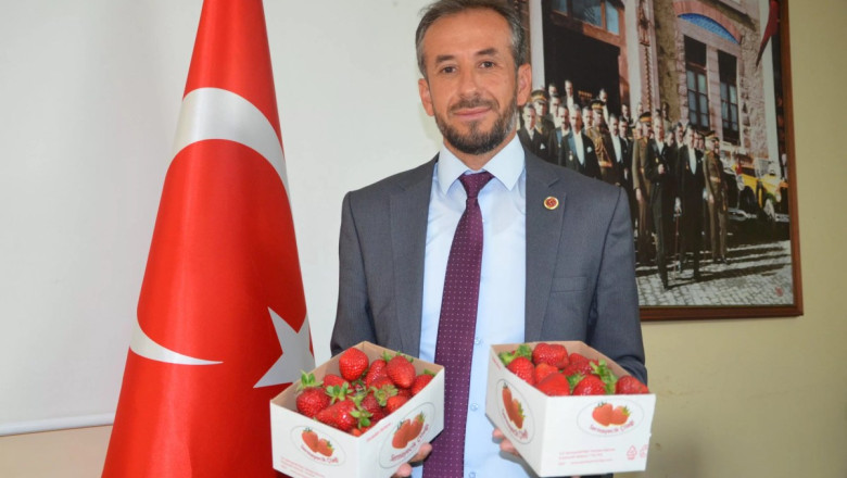SERMAYECİK’TE ÇİLEK HASADI DEVAM EDİYOR