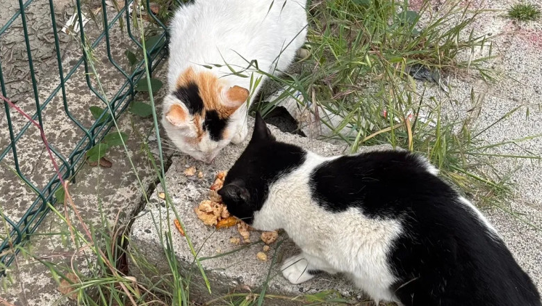 Yalovalılardan örnek davranış: Sessiz dostları unutmadılar!