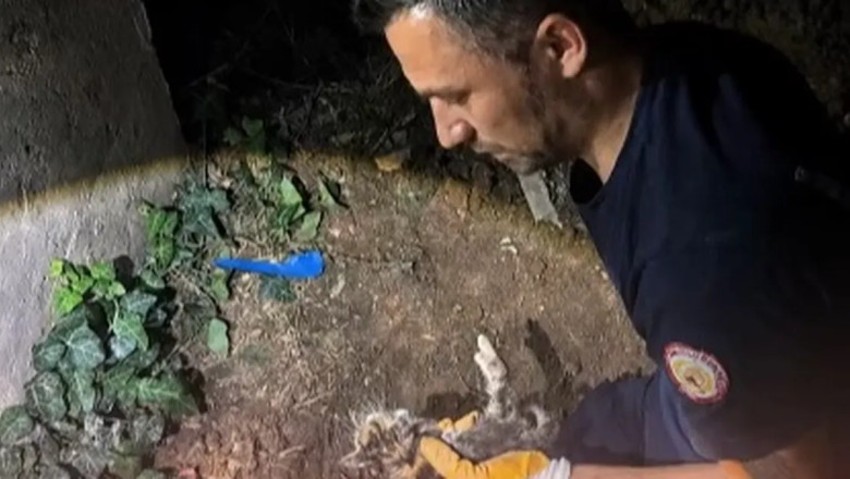 Armutlu’da yaralı kedileri itfaiye ekipleri kurtardı