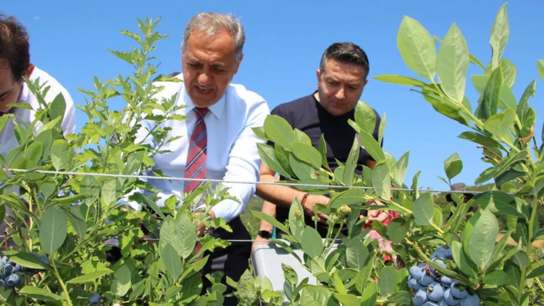 Vali Usta sezonun ilk mavi yemiş hasadını gerçekleştirdi