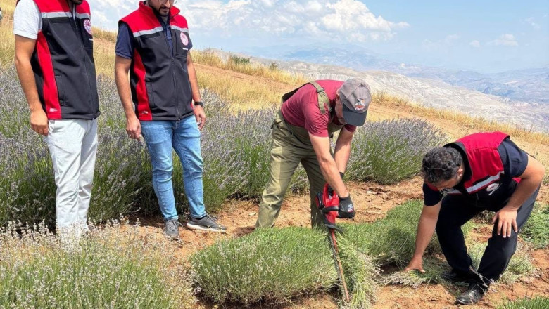 Erzincan'da Lavanta Hasadı Başladı: 7 Bin Kökten Katma Değerli Üretim