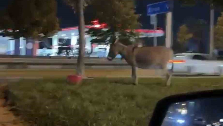 Bursa'da İzmir Yolu Caddesi'nde bir kişi eşeğini ağaca bağlayıp bölgeden ayrıldı