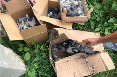  Yalova'da 50 bin lira değerindeki güvercinleri çalan hırsızlar yakalandı