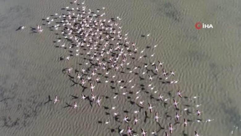 Hersek Lagünün'de 73 farklı türden toplam 8 bin kuş tespit edilerek kayıt altına alındı
