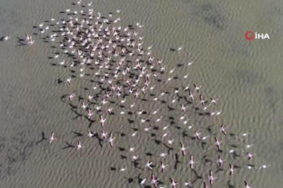Hersek Lagünün'de 73 farklı türden toplam 8 bin kuş tespit edilerek kayıt altına alındı