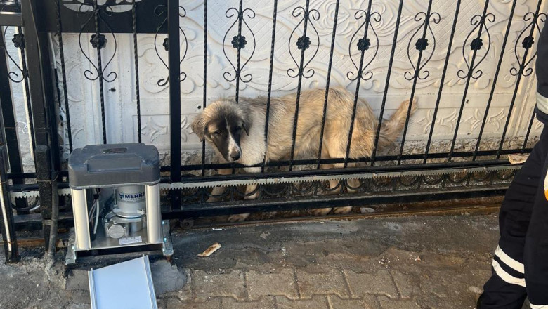 Mardin’de, başı demir kapıya sıkışan köpeği itfaiye kurtardı