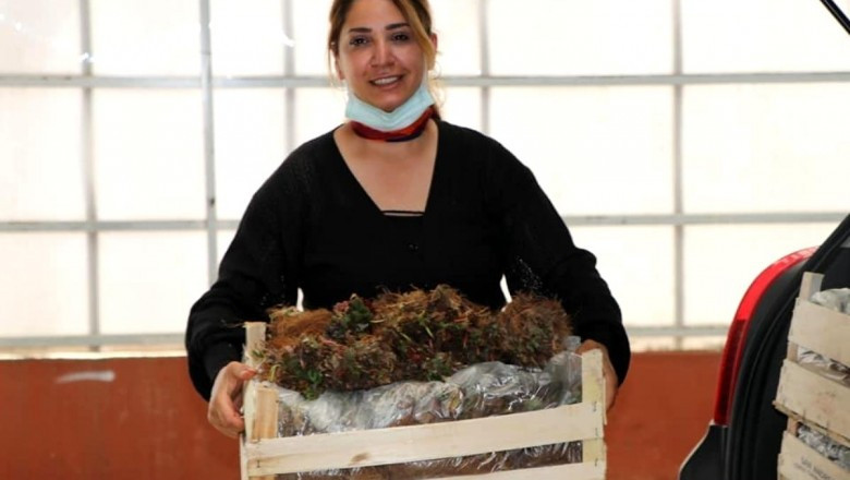 Yalova'da 11 çiftçiye 50 bin çilek fidesi dağıtıldı