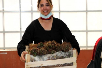 Yalova'da 11 çiftçiye 50 bin çilek fidesi dağıtıldı