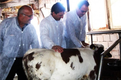 Yalova'da Buzağı Ölümleri Yüzde 3'ün Altına Düşürülecek