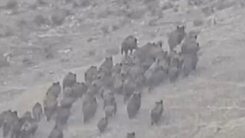 Elazığ’da, domuz sürüsü görüntülendi