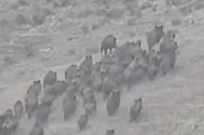 Elazığ’da, domuz sürüsü görüntülendi