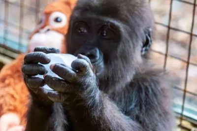 Bakanlık, yavru goril için en çok önerilen 4 ismi paylaşıp, anket başlattı
