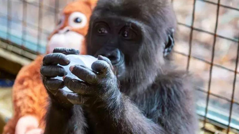 İstanbul Havalimanı'nda bulunan yavru gorilin ismi belli oldu