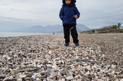 Sahillerde 'karaya çıkarılması yasak' balon balığı tehlikesi