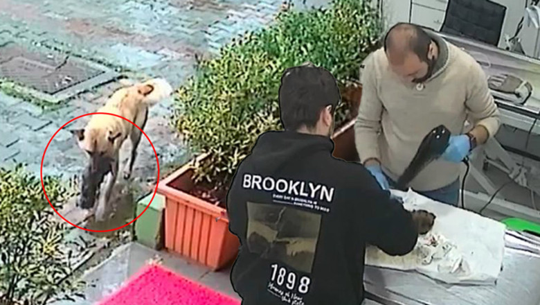 Donmak üzere olan yavrusunu ağzında veterinere getirdi!