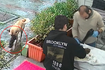 Donmak üzere olan yavrusunu ağzında veterinere getirdi!