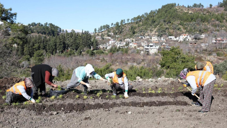 Safran ve salep fideleri Manavgat'ta toprakla buluştu