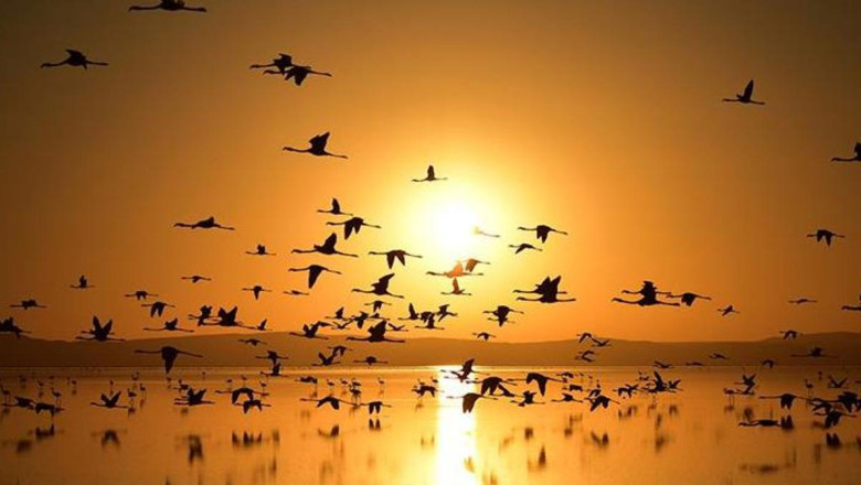 ABD'de kuşlarla ilgili ilginç araştırma...