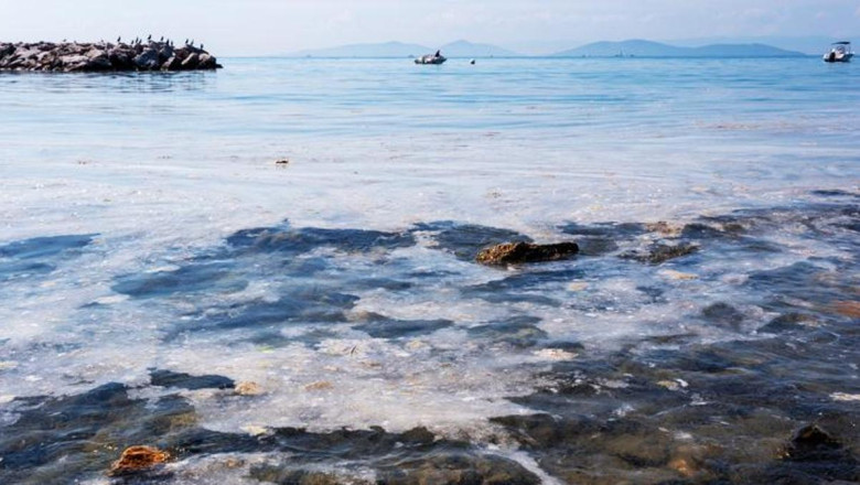 Deniz salyası kabusu geri mi dönüyor?