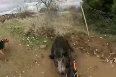 Yaralı yaban domuzu, kendisini vuran avcıya saldırdı; o anlar kamerada