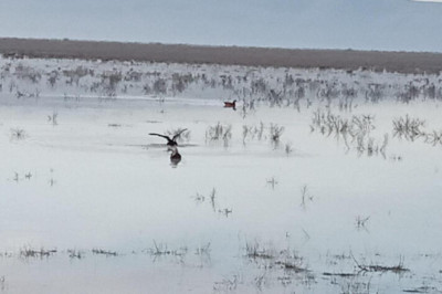 Kacak avcılara 134 bin 916 TL para cezası kesildi