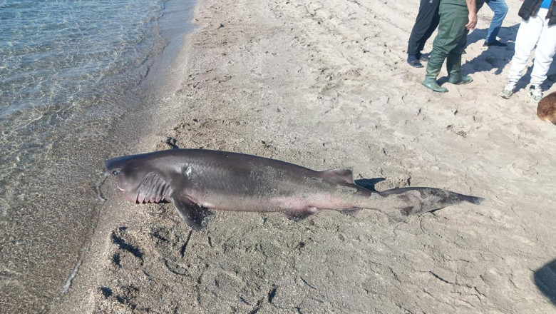 Yürüyüş yaparken sahilde 2.5 metrelik 'camgöz' buldular