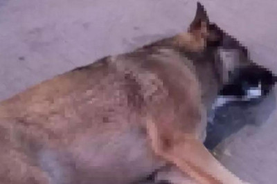 Bodrum'da zehirlendiği ileri sürülen 4 köpek öldü