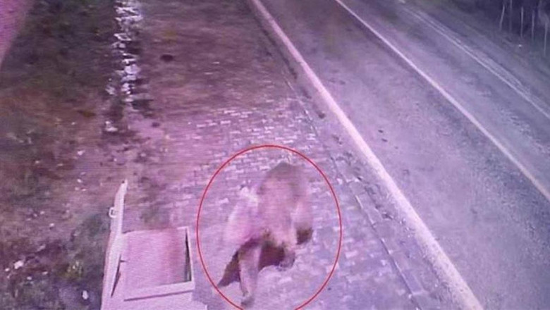 Bursa'da barınaktan kaçan bozayı, 8 gün sonra yakalandı