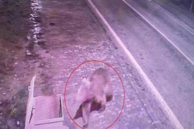 Bursa'da barınaktan kaçan bozayı, 8 gün sonra yakalandı