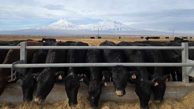 Kırsalda Bereket, Hayvancılığa Destek Projesi Başlıyor