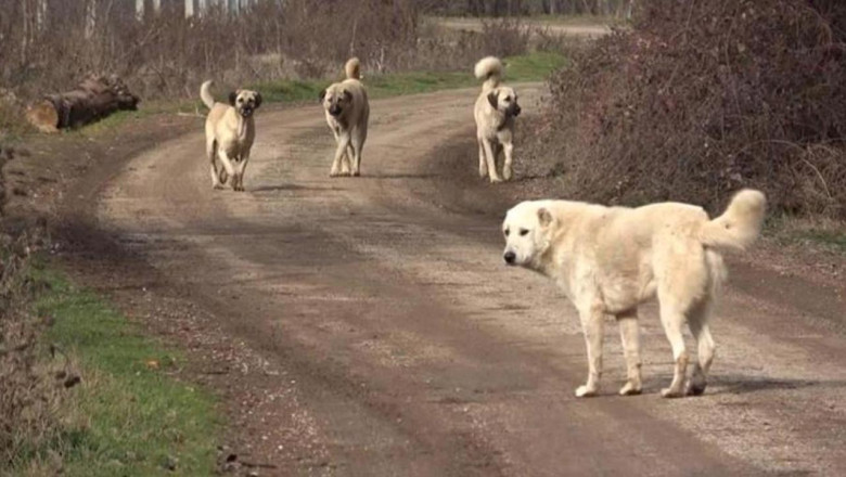 Belediyelere Sahipsiz Köpek Başına 71 bin TL Ceza Kesilecek