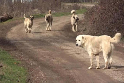 Belediyelere Sahipsiz Köpek Başına 71 bin TL Ceza Kesilecek