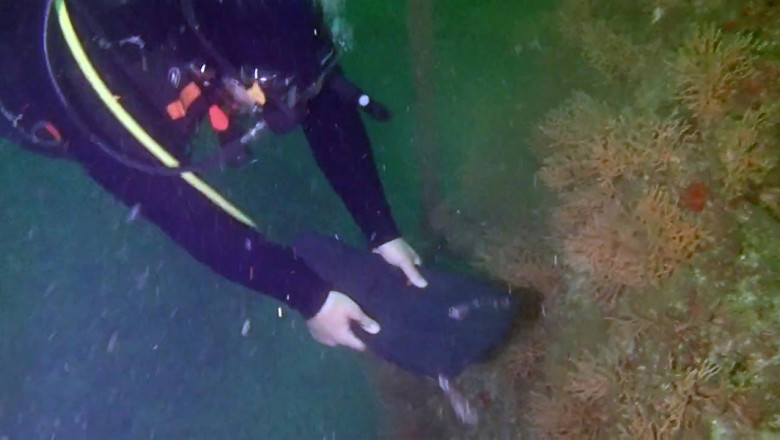 Marmara'da Müsilaj Tehlikesi Devam Ediyor