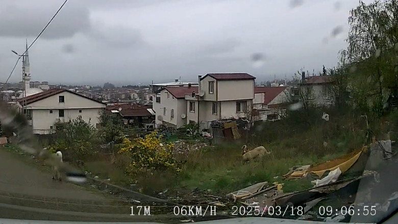 "Köpeklerin Saldırısına Uğrayan Küçük Yavrumuz İçin Adli ve İdari Süreç Başlatıldı"