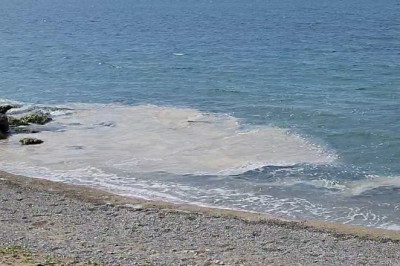 Yalova Kıyılarında Müsilaj Görüldü