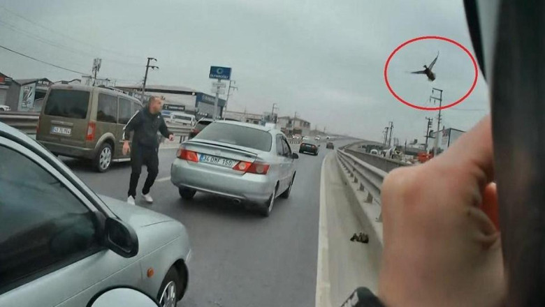 Yavru ördekler trafiği birbirine kattı