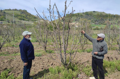 Çiftlikköy’de Zirai Don Hasarı Yerinde İncelendi